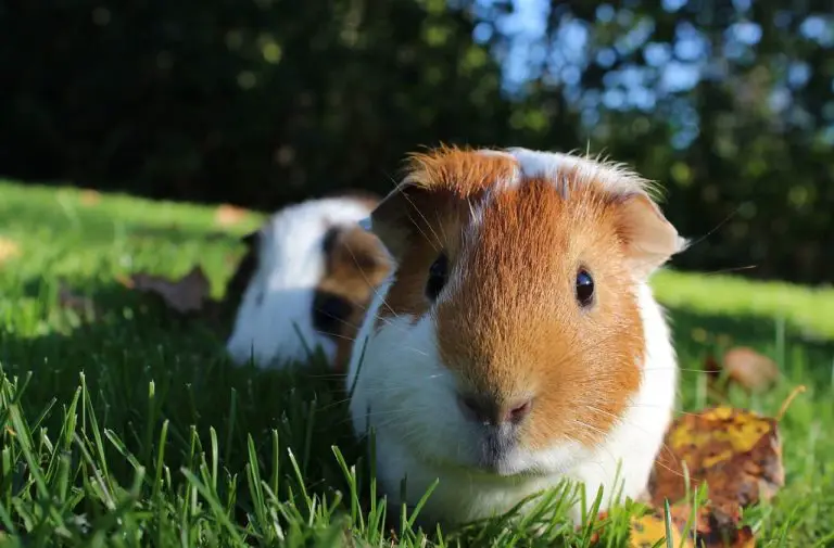 How Did Guinea Pigs Get Their Name? 8 Shocking Facts!