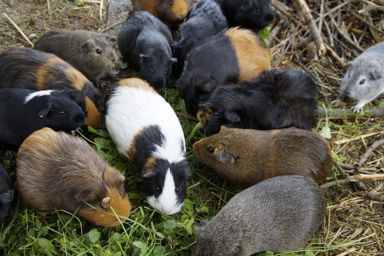 How Long Can Guinea Pigs Go Without Food. Read It