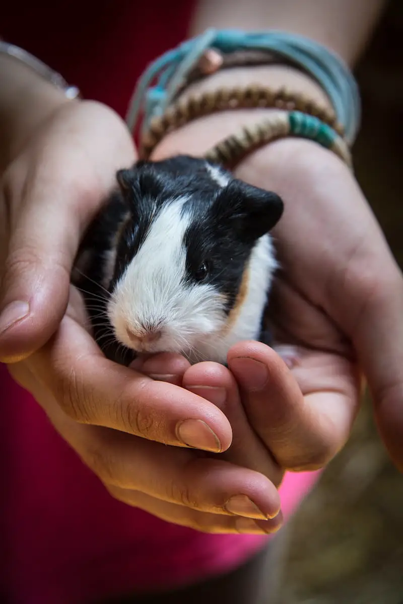 How To Train a Guinea Pig