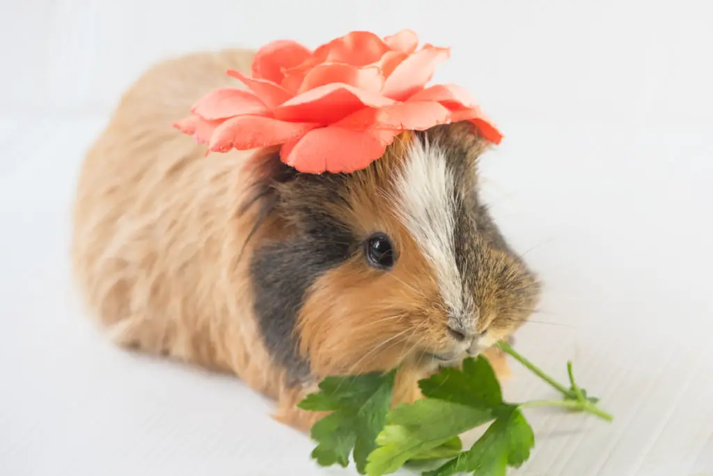 how to cut guinea pigs nails