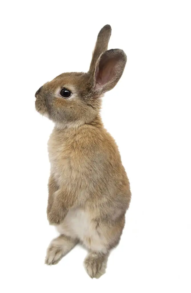 Water: An Essential For Rabbits