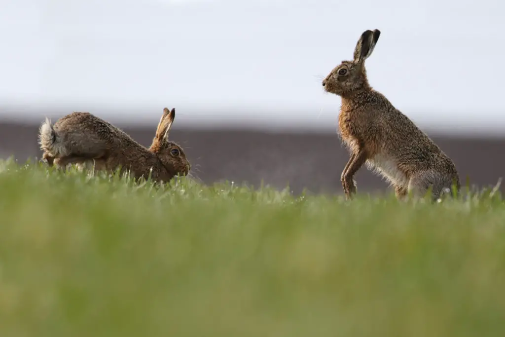 rabbit show jumping