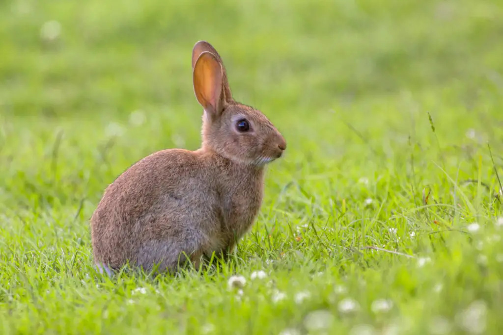 why do rabbits thump