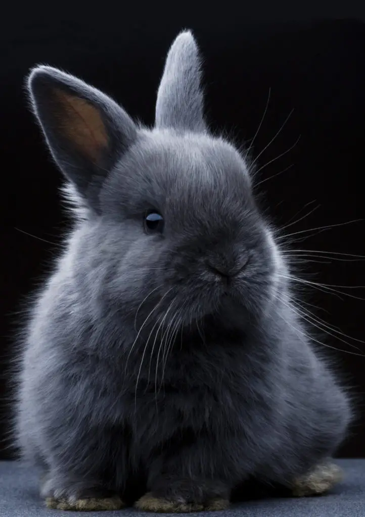 Main Reason Why Rabbits Are Crepuscular