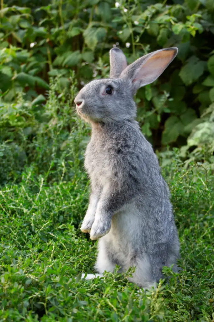 Steps To Follow When Finding Out The Age Of A Rabbit