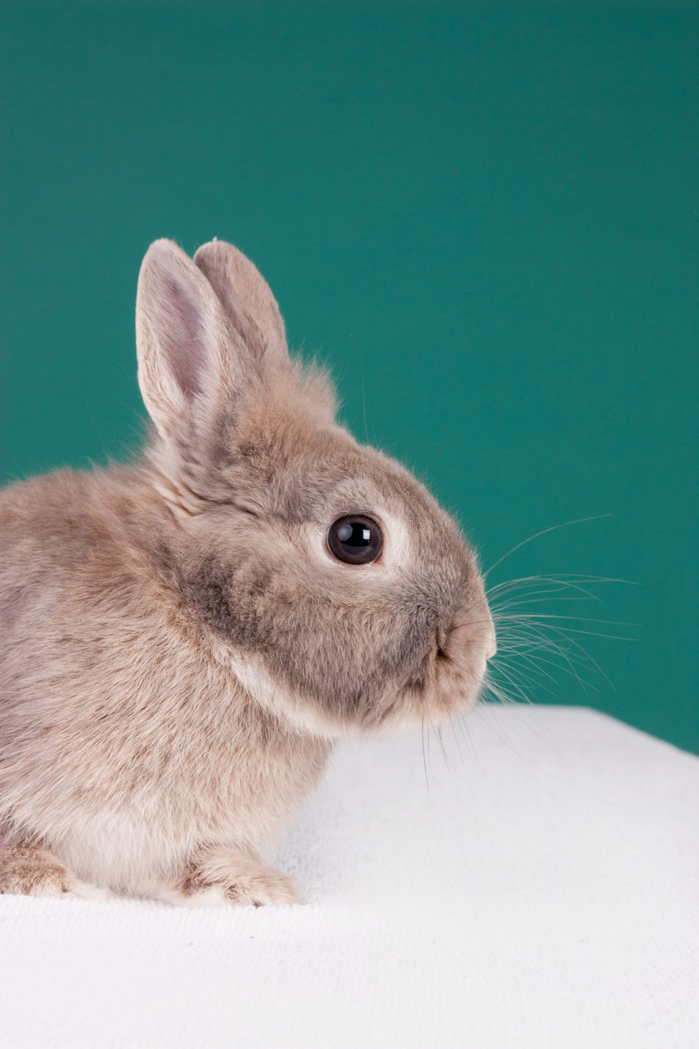 Where Do Rabbits Like To Be Petted? 4 Easy Rules To Know! PetCosset