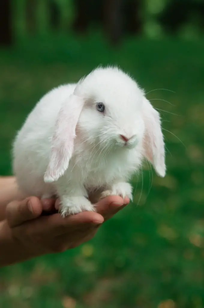Steps On How To Get Rid Of Fleas On Rabbits