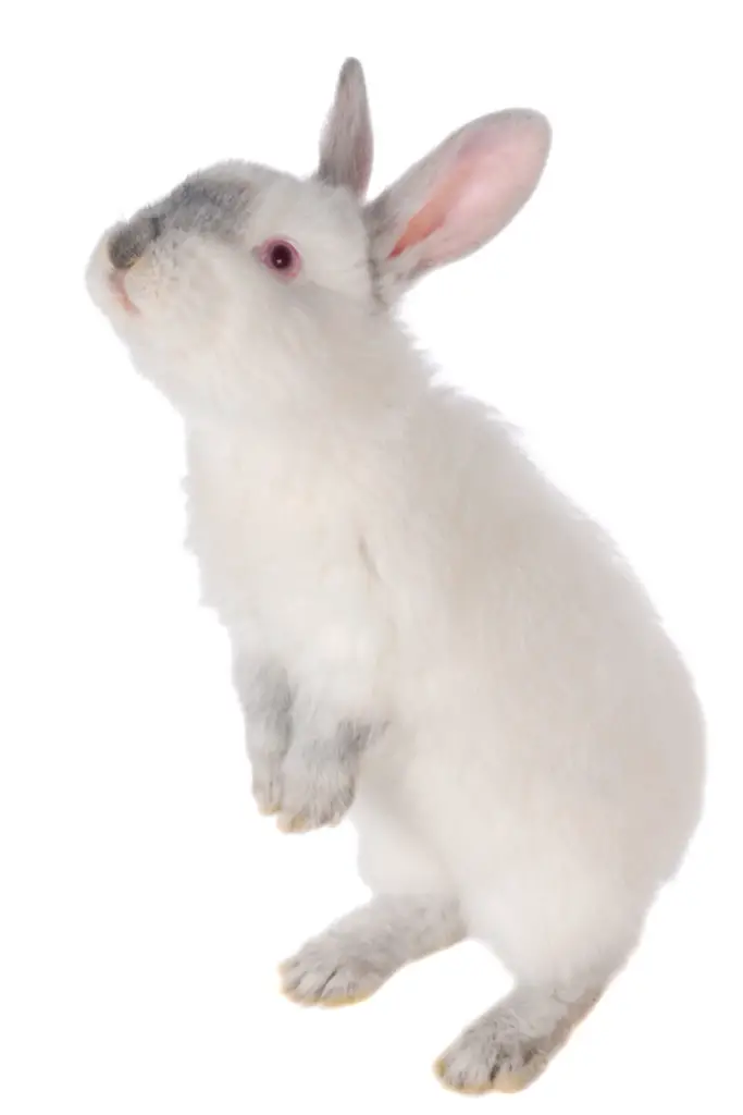 how long do Netherland dwarf rabbits live