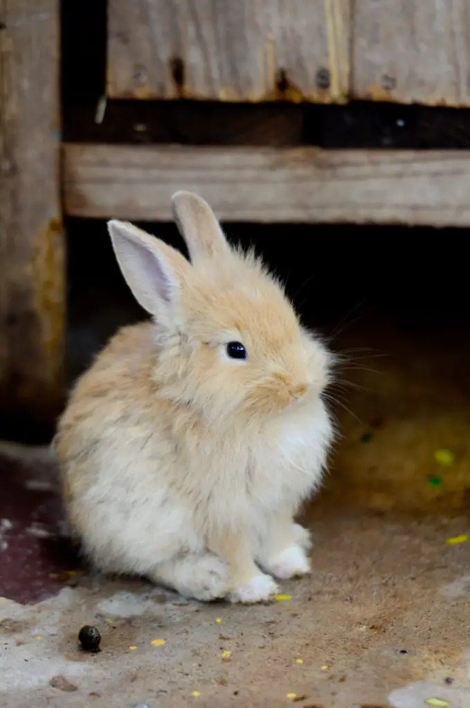 Steps To Follow When Finding Out The Age Of A Rabbit