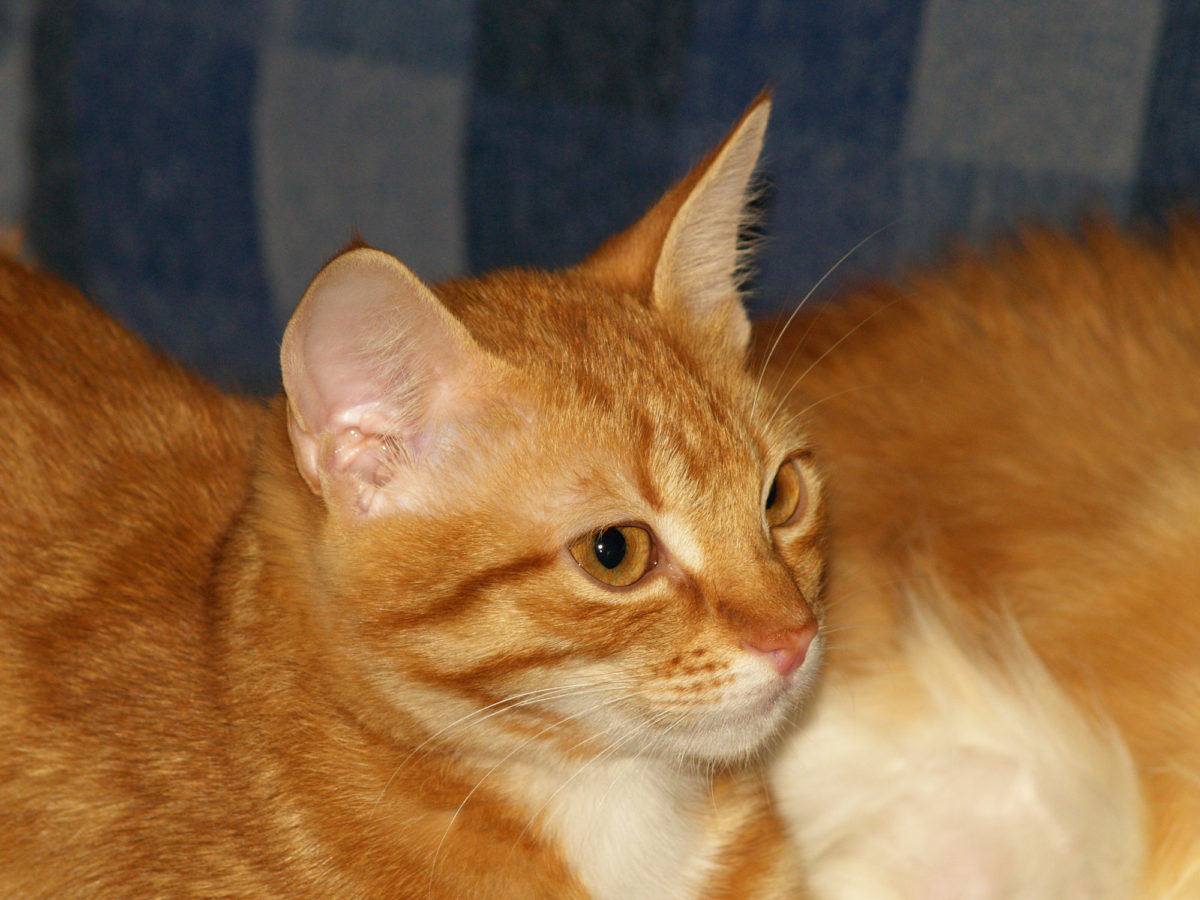 Why Does My Cat Stare At The Wall? Should I Worry? PetCosset