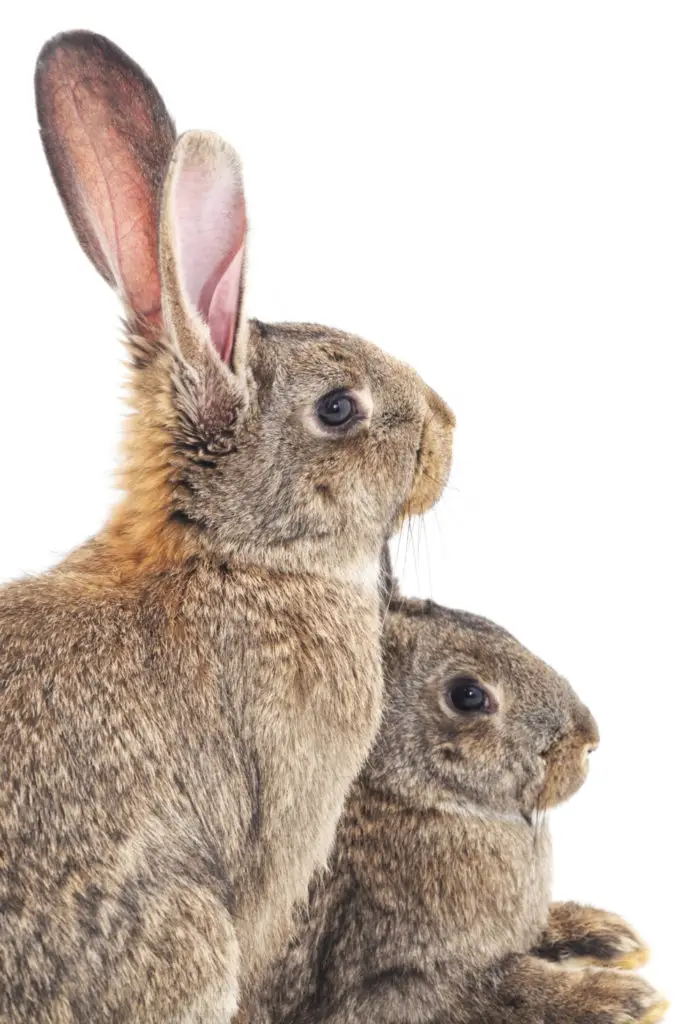 Steps On How To Get Rid Of Fleas On Rabbits