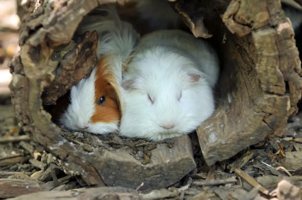 how long do guinea pigs sleep