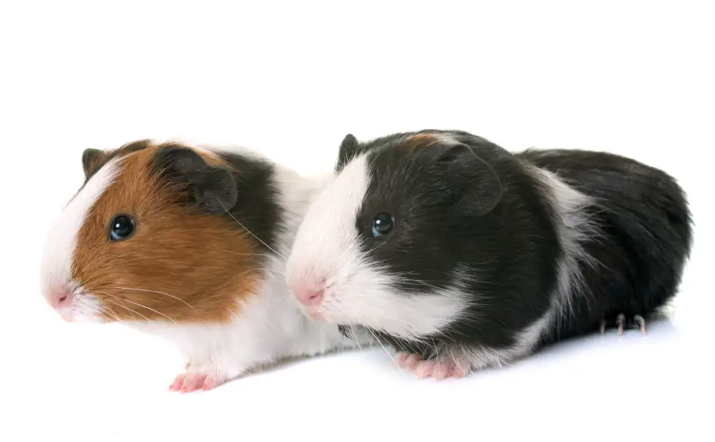 why do guinea pigs bite