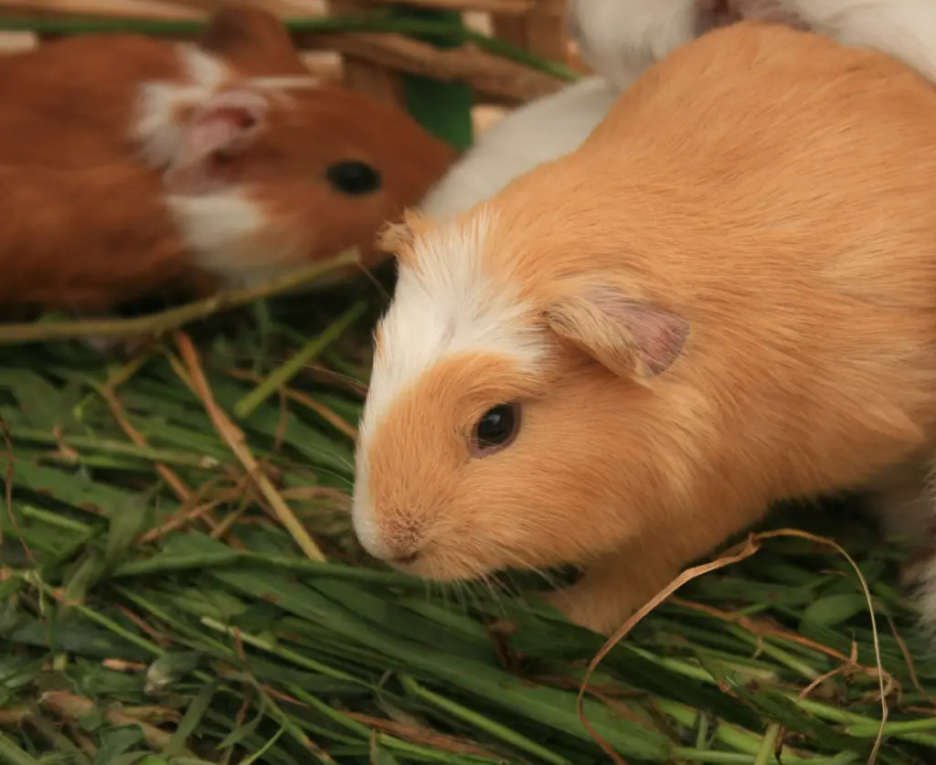 how many teeth do guinea pigs have