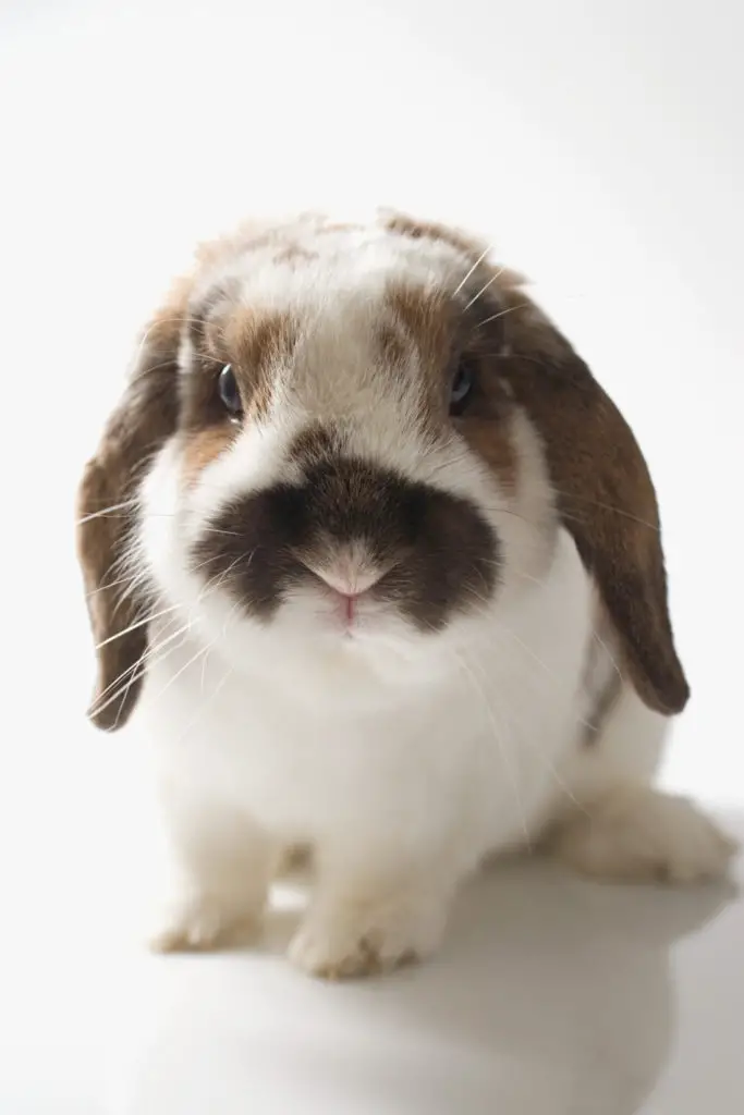 Factors Which Indicates That Rabbits Like To Be Petted