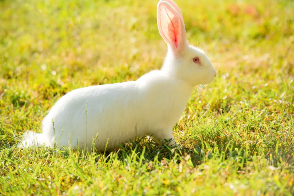 how many babies can rabbits have