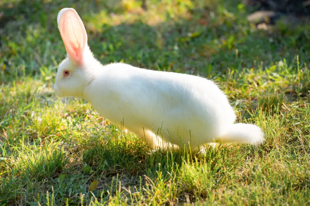 what time of the year do rabbits usually have babies