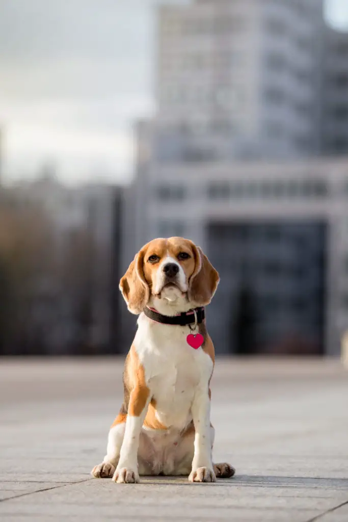 does peeing on your dog establish dominance