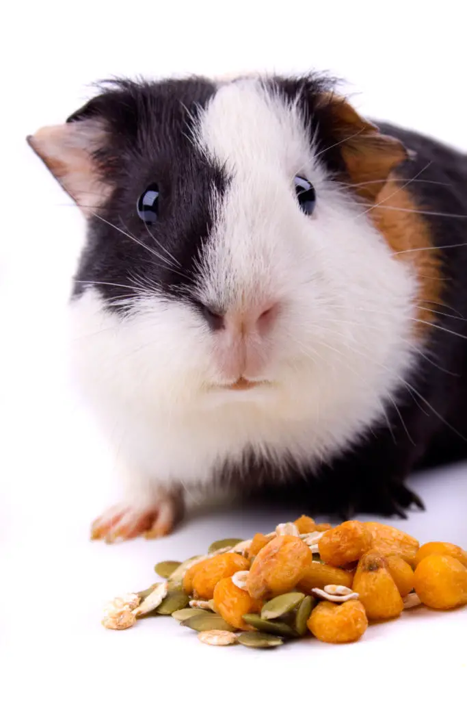 How to cut guinea pig's nails