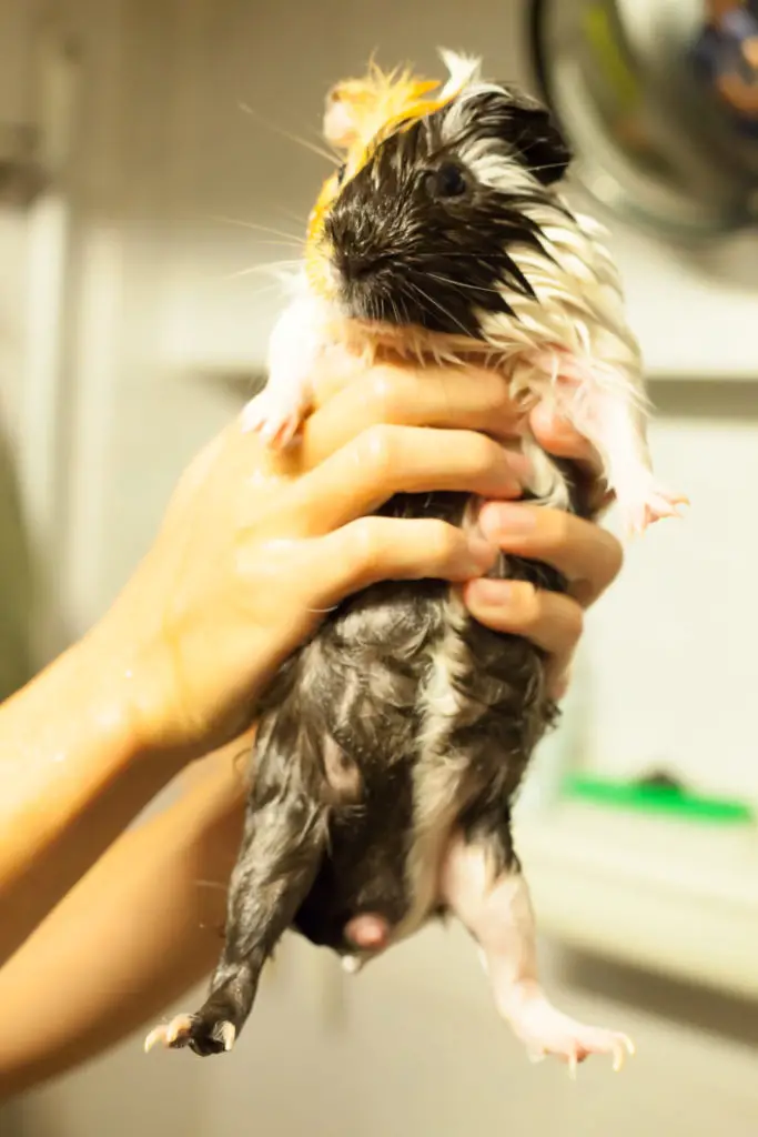 Other Sounds Of Guinea Pigs That You Should Know