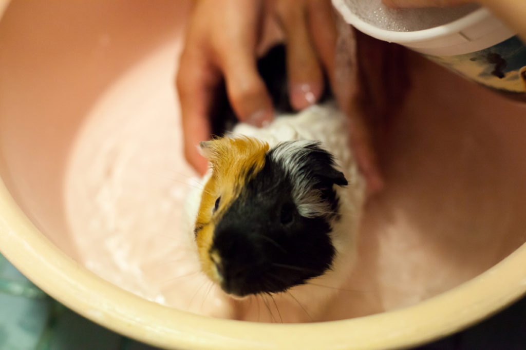how to potty train guinea pigs
