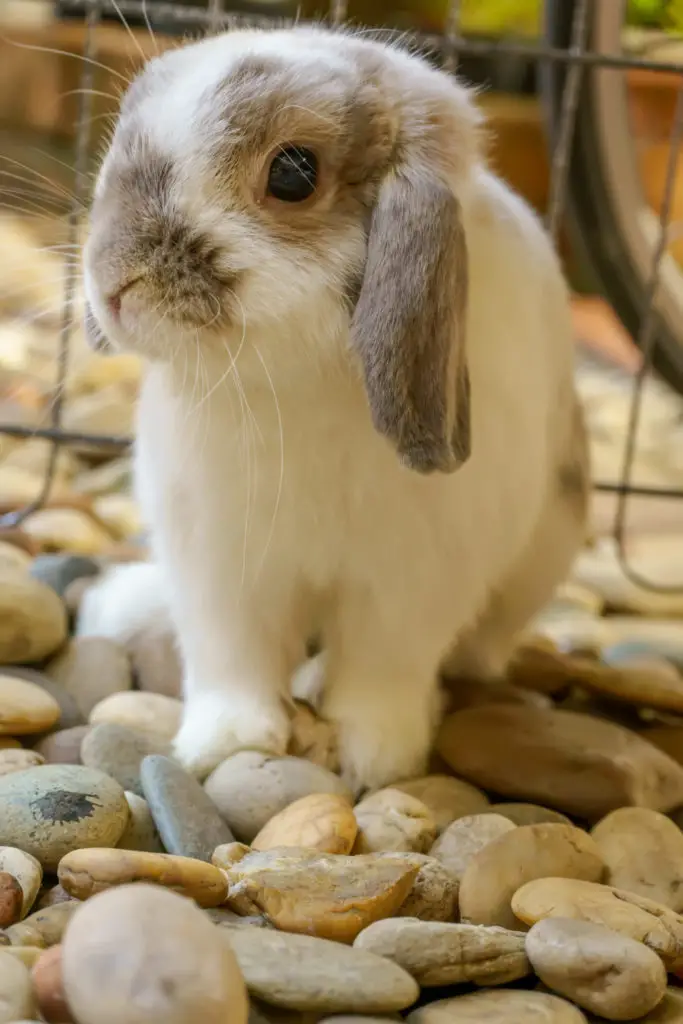 Why Are Rabbits’ Eyes Closed For Days After They’re Born?