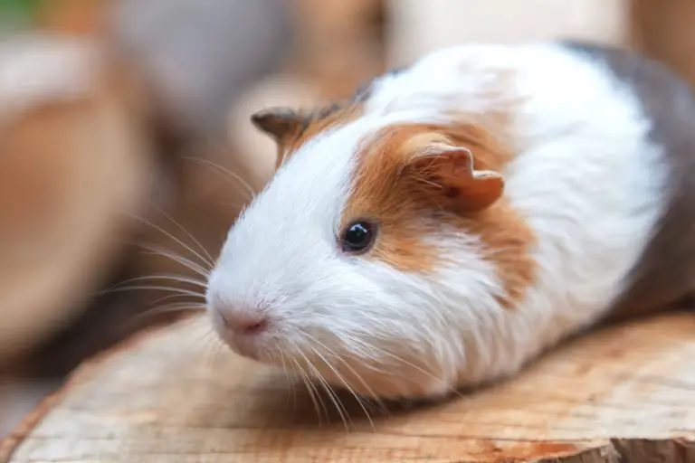 How To Clean Guinea Pig Ears In 3 Easy Steps PetCosset