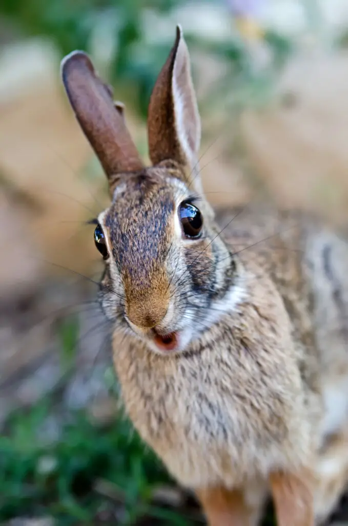 when do rabbits sleep