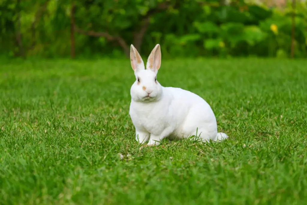 what to do with the neglected baby rabbits