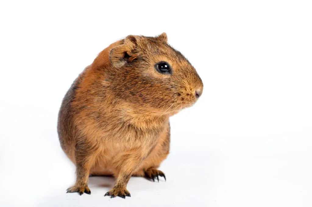 how much hay do guinea pigs eat a day