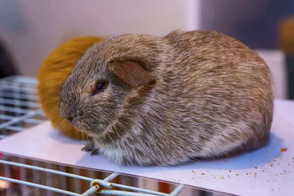 how to potty train guinea pigs