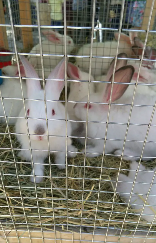 Why Are Rabbits’ Eyes Closed For Days After They’re Born?