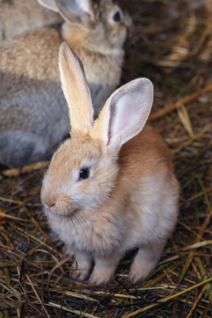 why do rabbits eat their poop