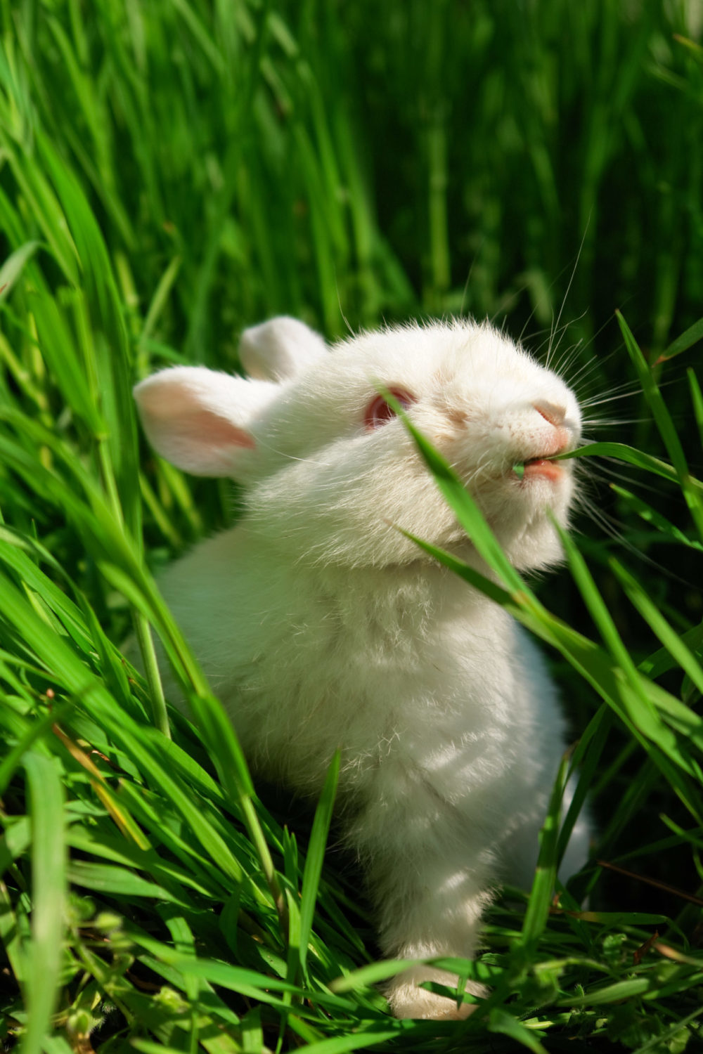 Why Do Rabbits Eat Their Babies? 4 Ways To Stop PetCosset