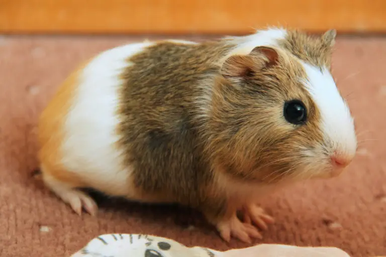 How To Clean Guinea Pig Ears In 3 Easy Steps PetCosset