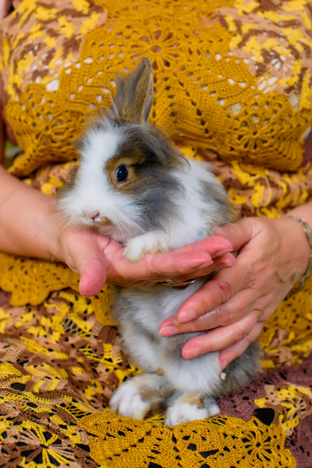 Why Do Rabbits Eat Their Poop? Surprising Facts To Learn! PetCosset