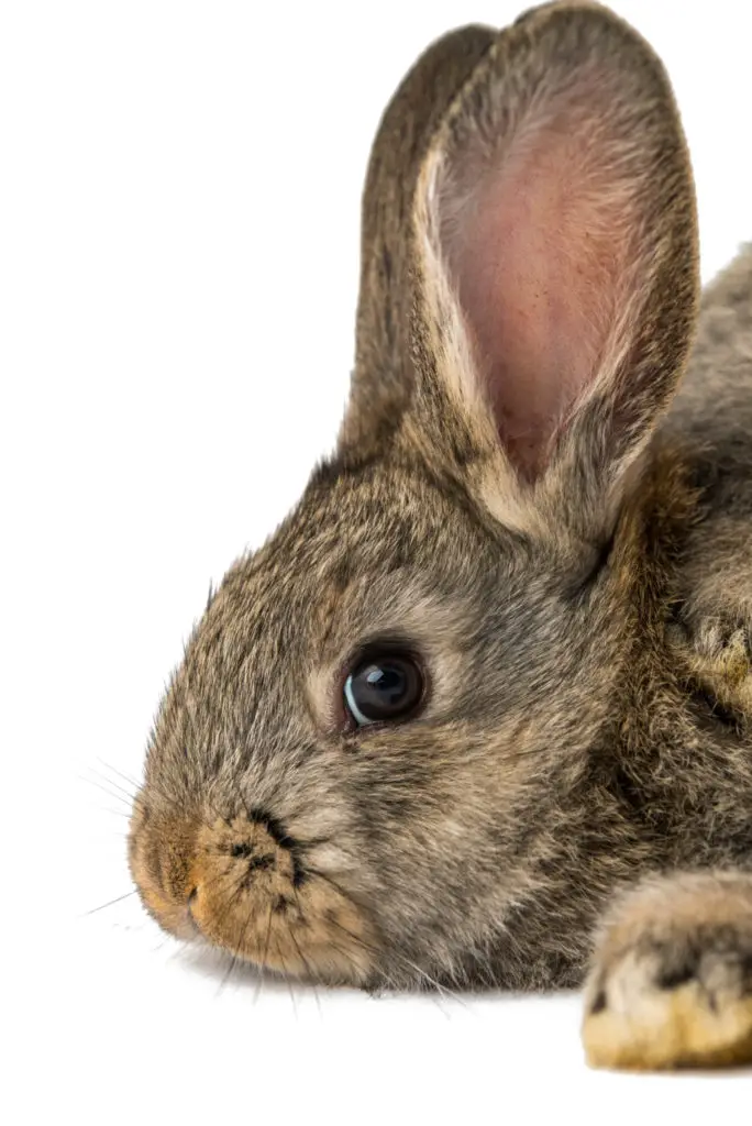 The Difference Between Male And Female Rabbits