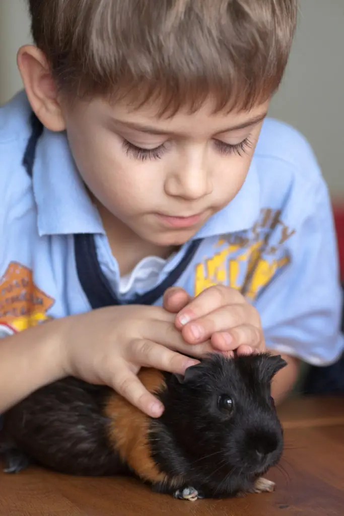 Reasons For Frequent Sneezing In Guinea Pigs