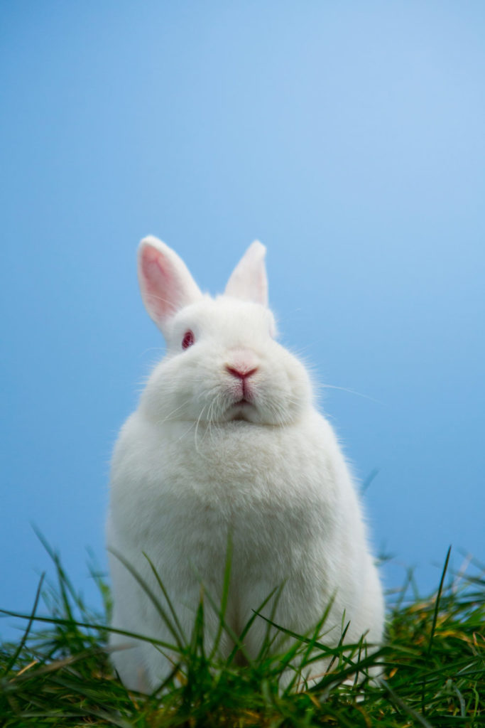 Why Do Rabbits Have Red Eyes? All You Need To Know About Albino Rabbits