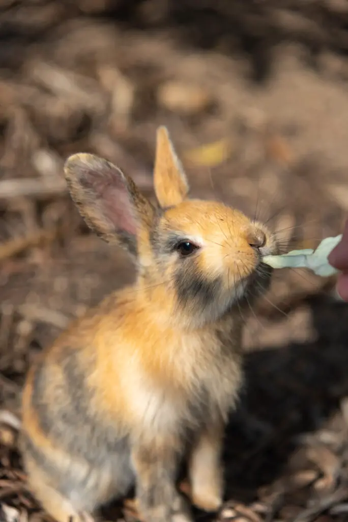 How To Make A Bunny Make Less Noise At Night