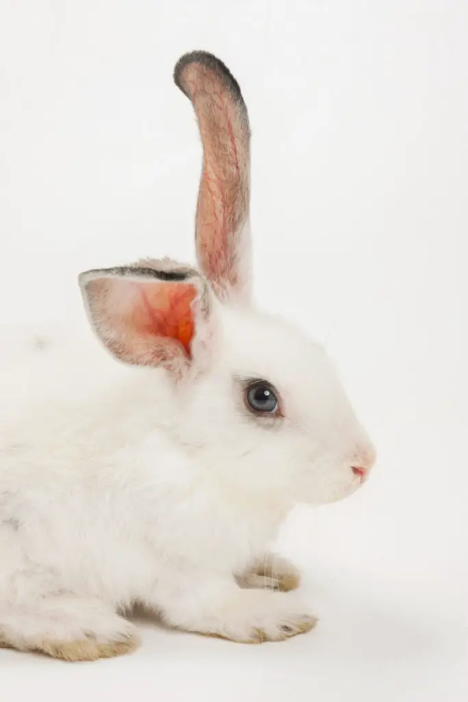 Facts About Rabbits That You Must Know