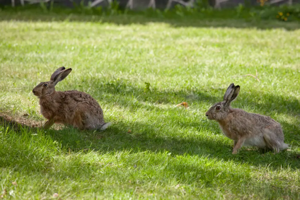 what do rabbits eat in the winter