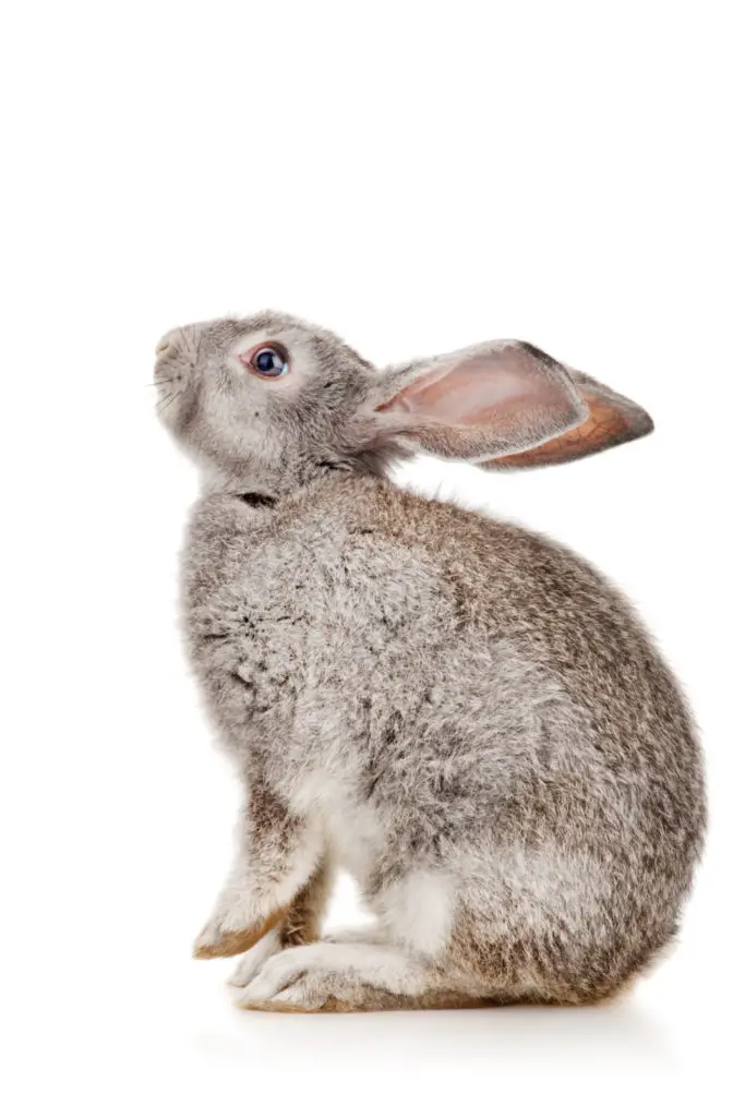 Functions Of Rabbits' Ears