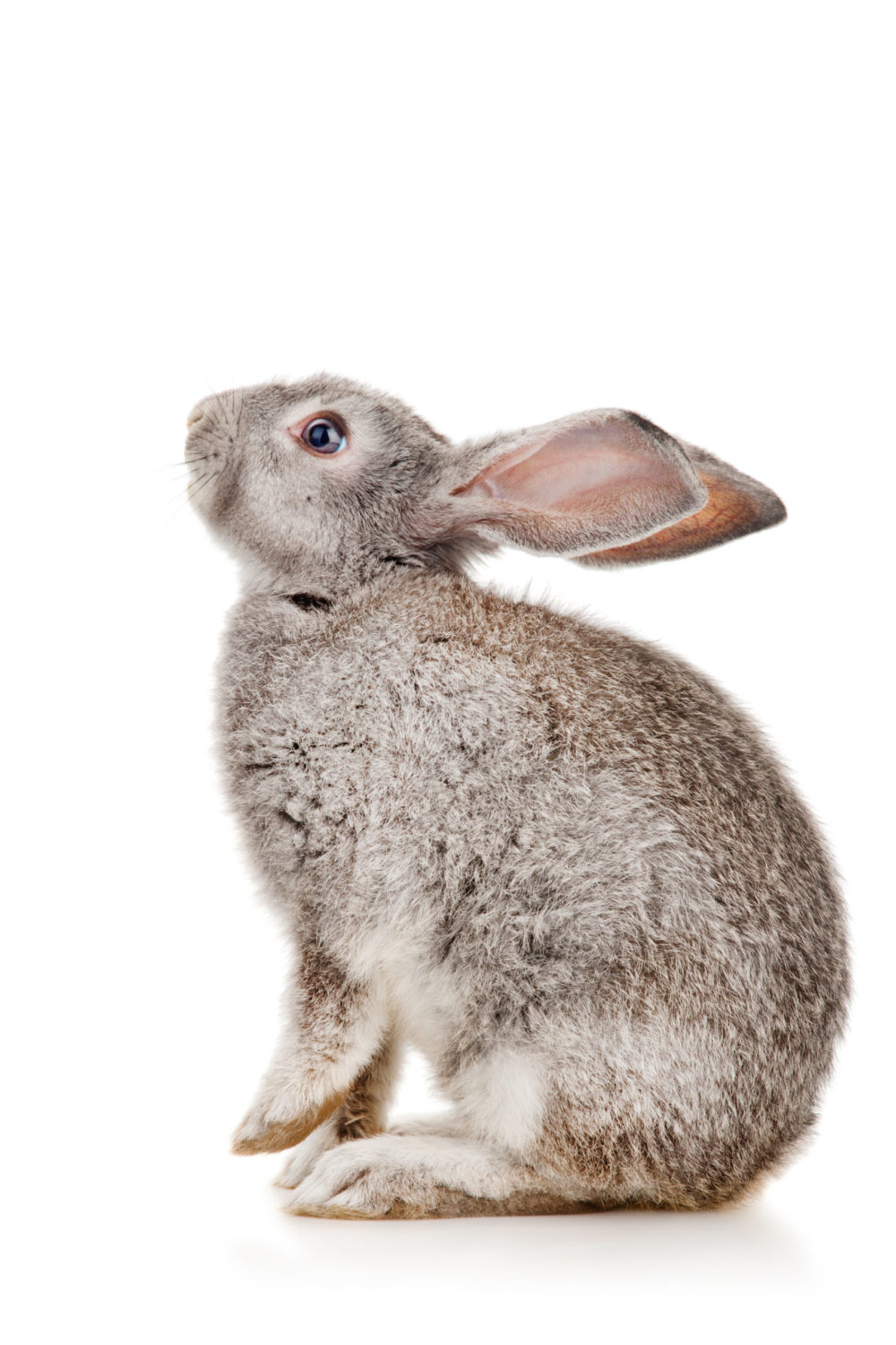Why Do Rabbits Have Big Ears? 3 Easy Steps To Clean These PetCosset