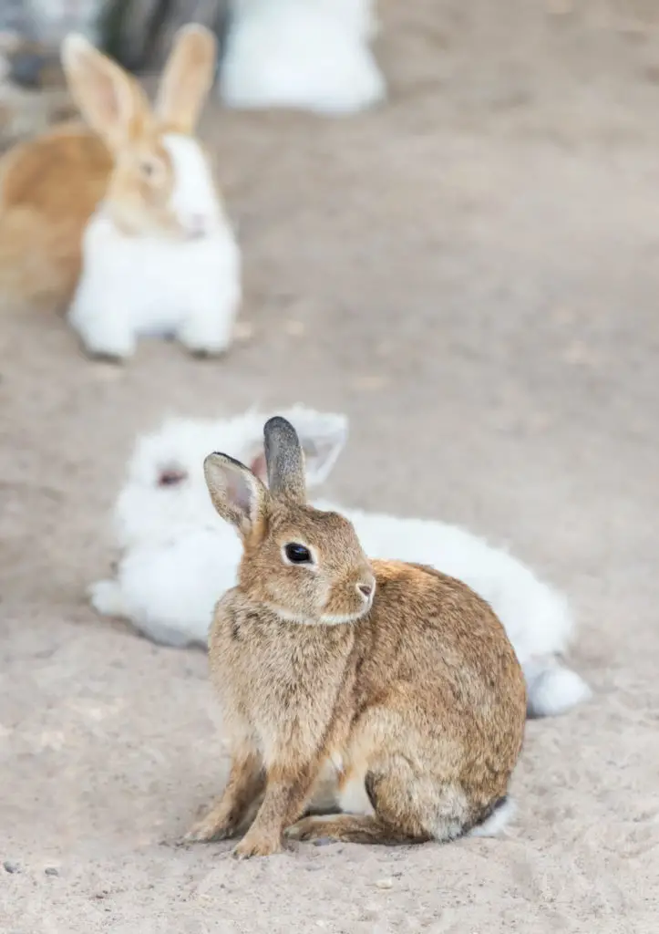 Steps To Attract Rabbits