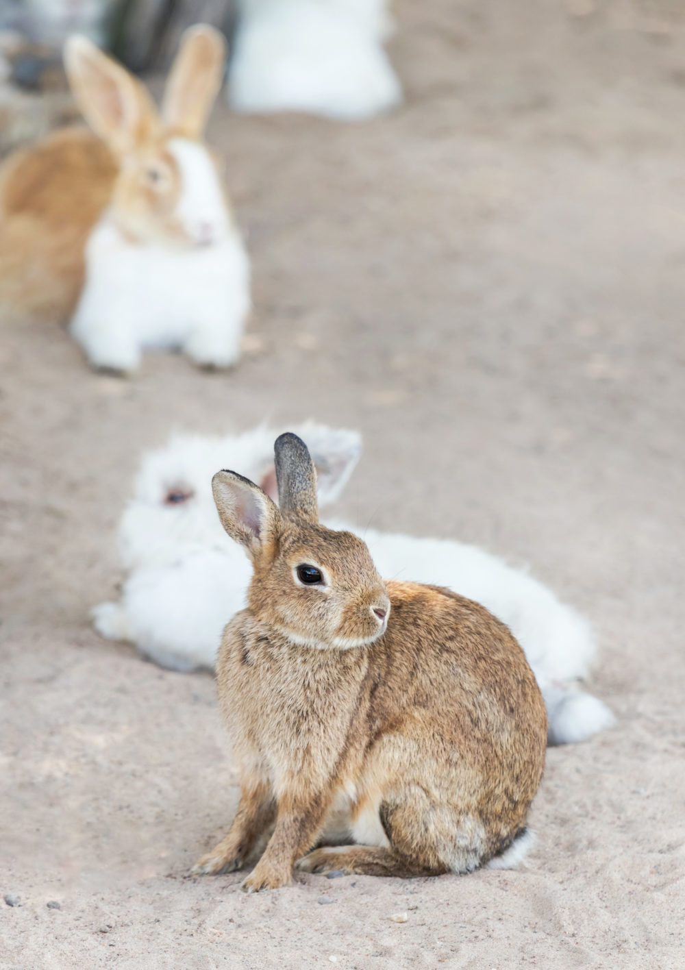 How To Attract Rabbits? In 3 Easy Steps! PetCosset