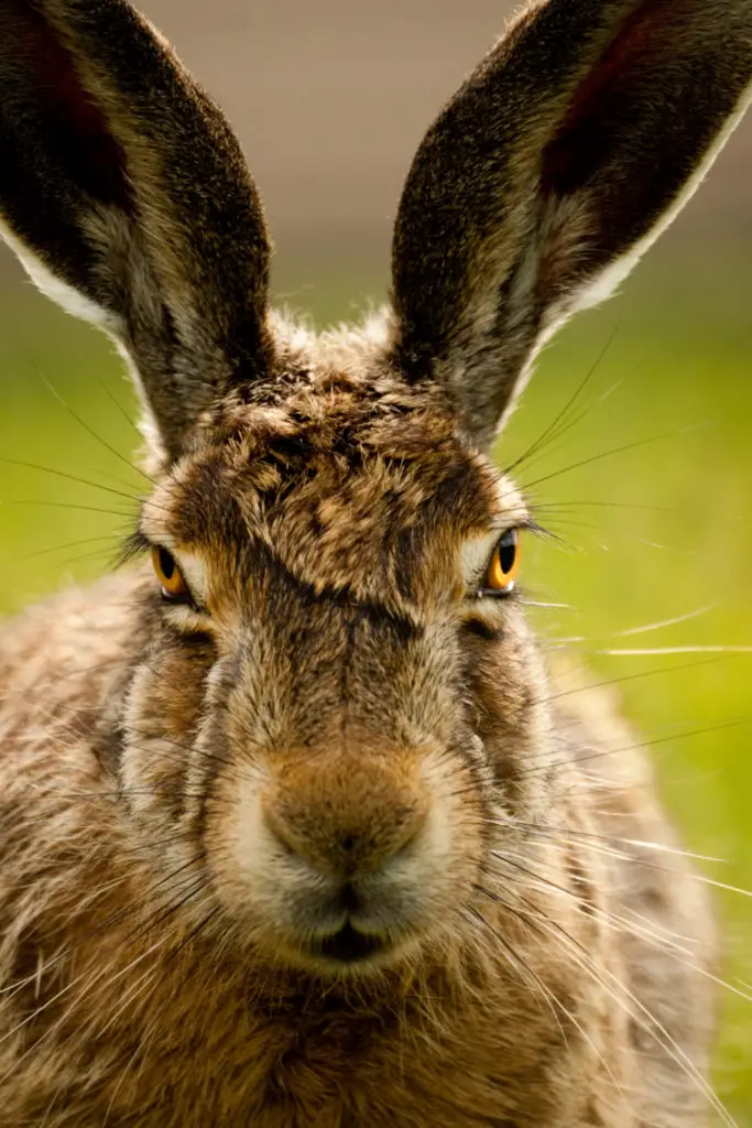 Identifying A Baby Rabbit’s Gender