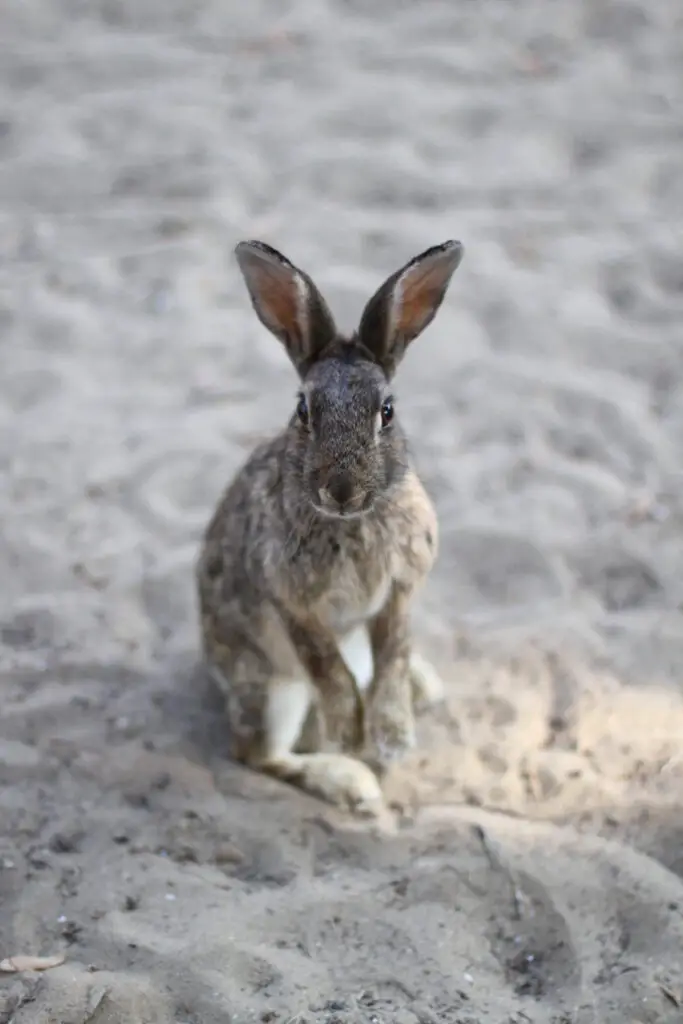 How To Tell If A Rabbit Is Sleeping