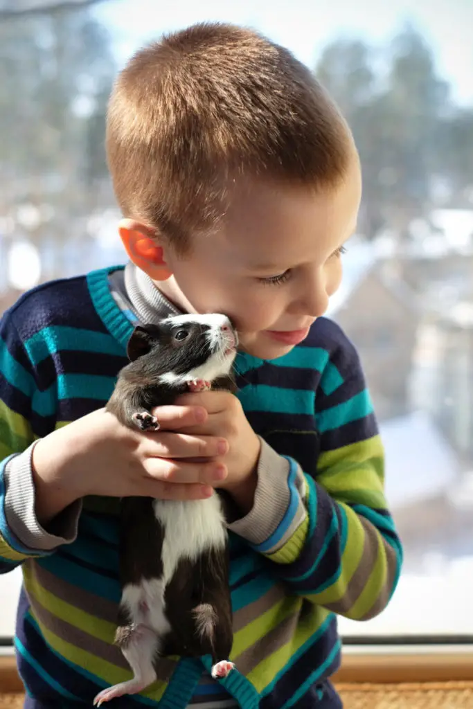 How much are guinea pigs at Petsmart