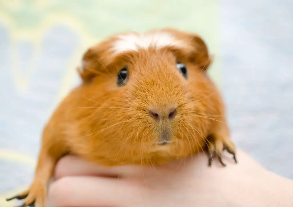 how to train guinea pigs in 4 awesome methods